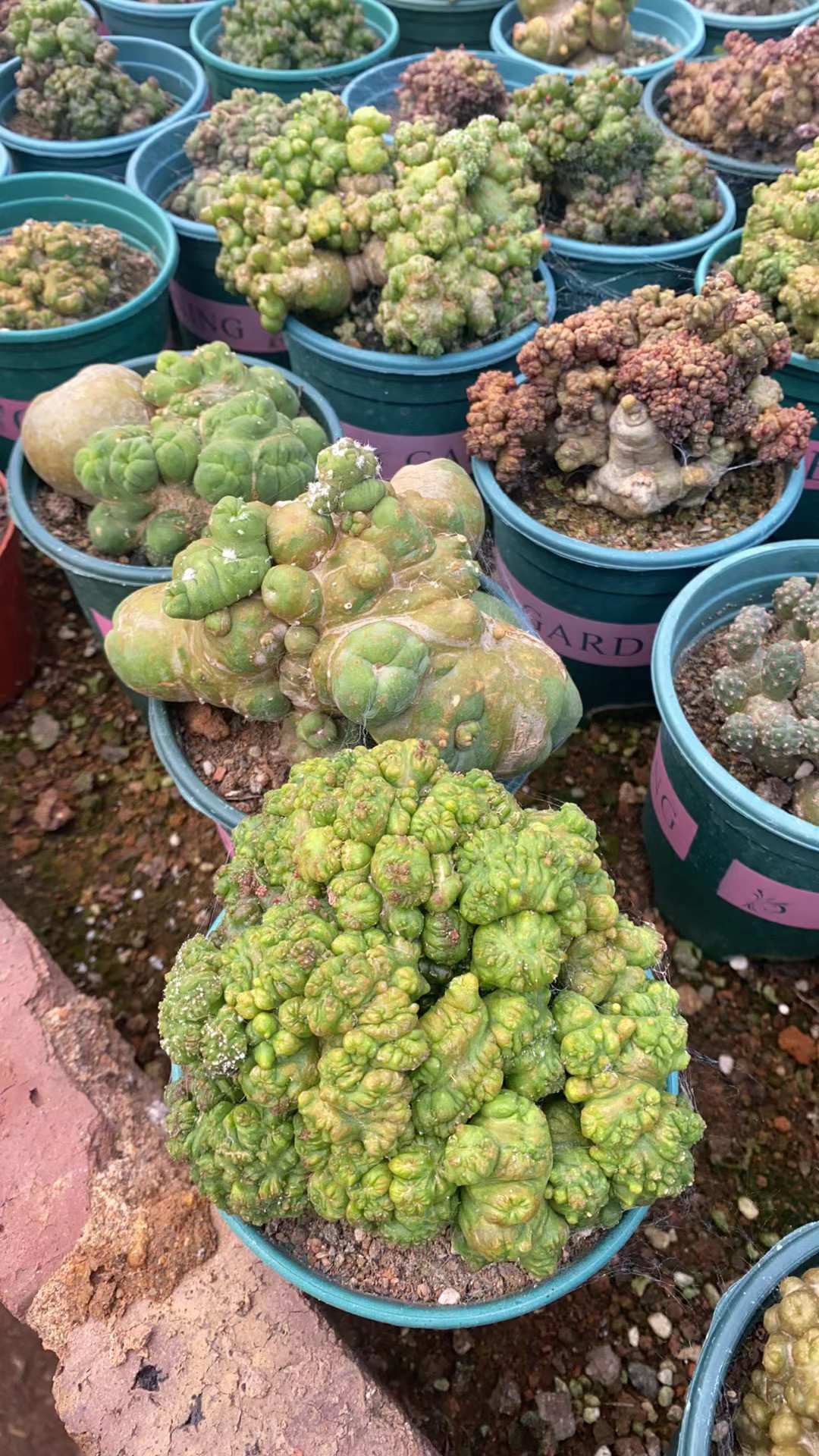 稀有白莎女王缀化仙人球室内阳台含盆带土栽好包邮