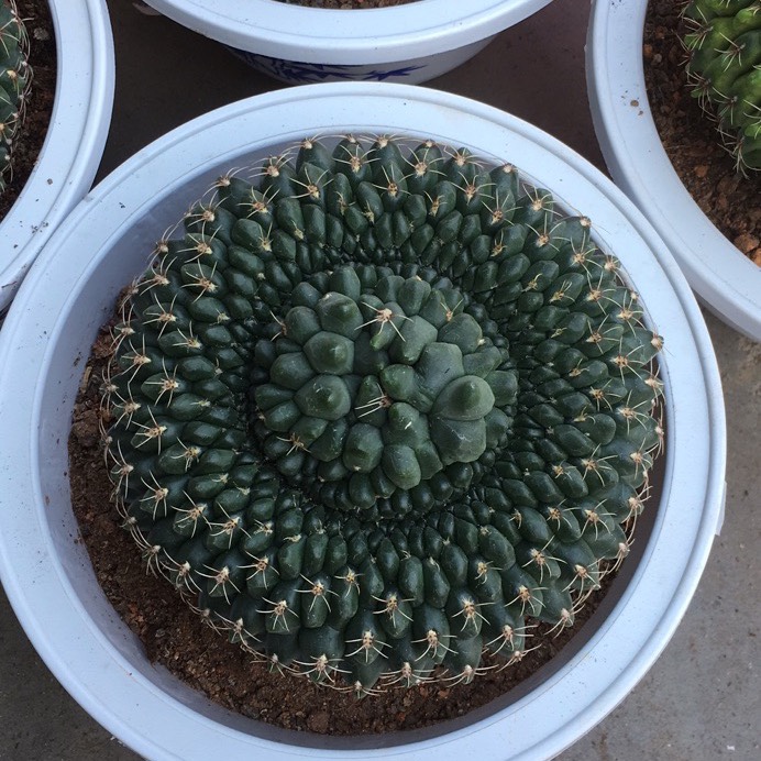 绯花玉缀化奇形稀有老桩易开花办公室含盆带土栽好包邮