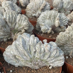 恩冢鸾凤玉缀化稀有仙人球仙人掌落地室内阳台包邮客厅卧室