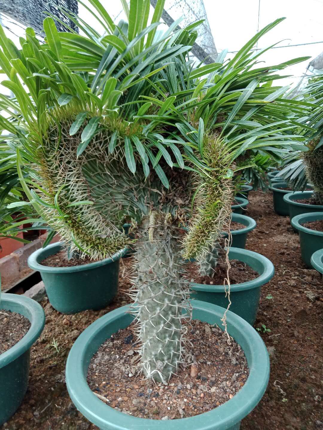非洲进口防辐射吸甲醛缀化
