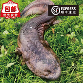 3.5斤一条养殖厂直供娃娃鱼鲜活鱼食用大鲵宠物苗水产淡水鱼