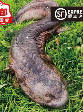 养殖厂直供5斤一条娃娃鱼鲜活食用活鱼大鲵宠物苗水产淡水鱼包活