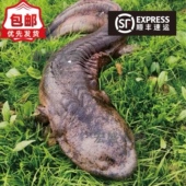 3斤一条养殖厂直供娃娃鱼鲜活鱼食用大鲵宠物苗水产淡水鱼好养