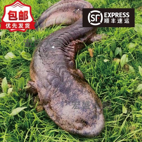 3斤一条娃娃鱼水产大鲵鲜活包活