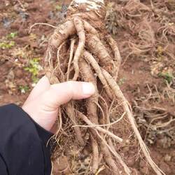 甘肃陇西渭源岷县新鲜归农家自种野生纯天然当归当归片当归头