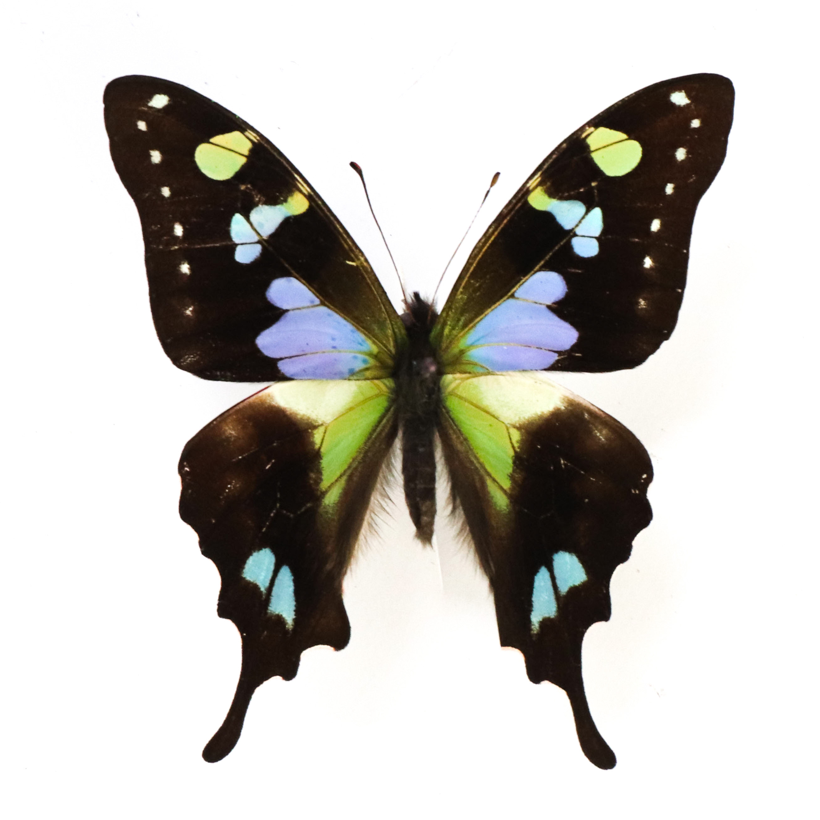 蝴蝶 玫瑰青凤蝶标本 原蝶a1未展翅真蝴蝶标本幼儿园教学手工道具