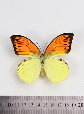 蝴蝶 红翅鹤顶粉蝶Hebomoia leucippe原蝶A1未展翅真标本科普教学