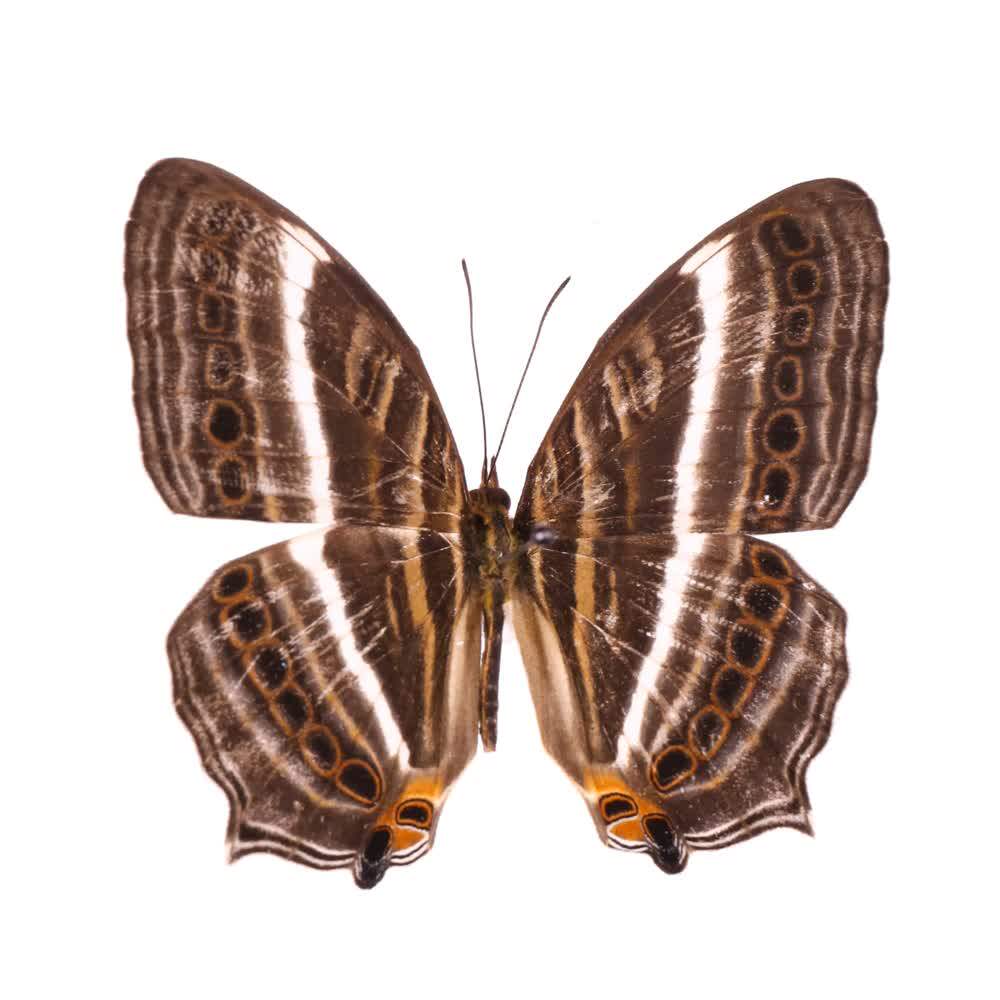 白带丝蛱蝶cyrestis acilia gades亚种 南美洲进口原蝶标本蝴蝶展