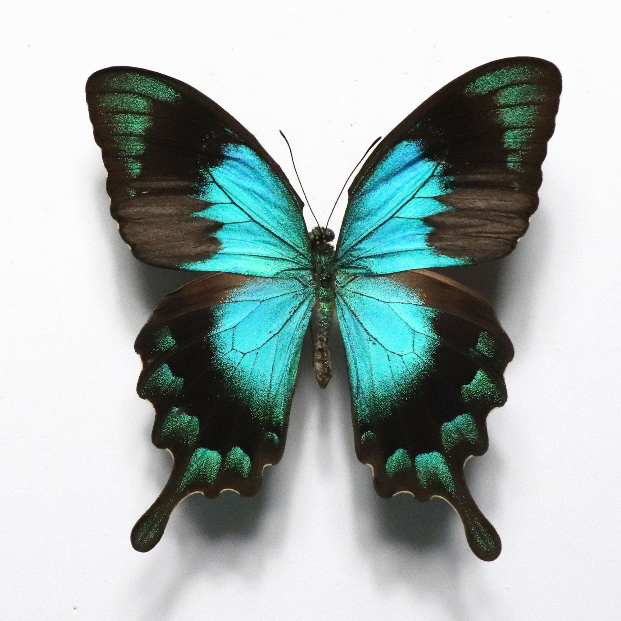 五斑翠凤蝶papilio lorquinianus国外蝴蝶 未展翅原蝶 定制节日礼