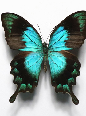 五斑翠凤蝶Papilio lorquinianus国外蝴蝶 未展翅原蝶 定制节日礼