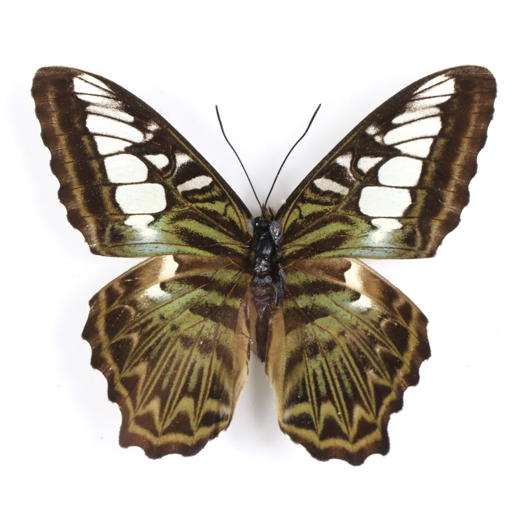 中昆:蝴蝶标本 科普教学 国内蝴蝶 真蝴蝶 蛱蝶科标本