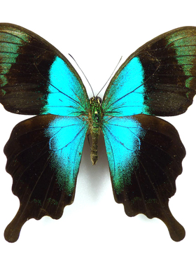 国外蝴蝶 翡翠凤蝶Papilio peranthus 蝴蝶标本 凤蝶科 礼品展品