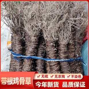 广西客家特产汤料 野生带根鸡骨草 细叶黄头草 相思子 500g包邮