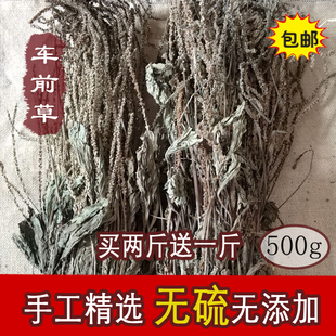正品中药材车前草500克/件包邮 车轮菜野生车前草茶 全草干品