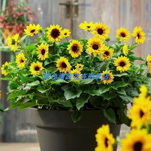 光辉岁月超级向日葵种子盆栽超长花期多年生阳台庭院花园四季开花