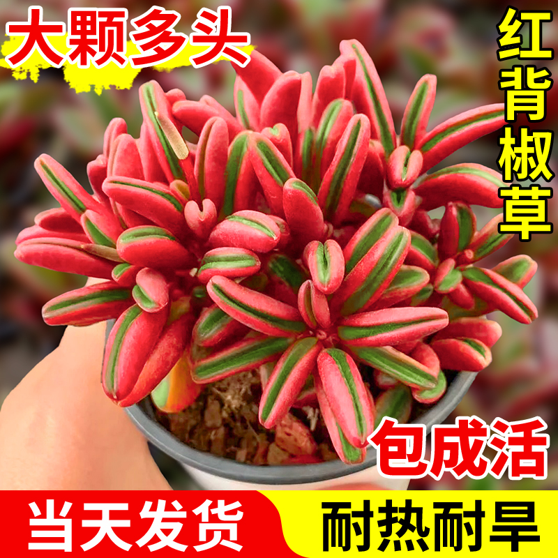 红背椒草大颗多头多肉植物老桩绿植花卉办公室阳台好养活耐热耐旱