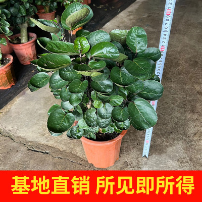钱多多金钱兜福禄桐盆栽办公室内客厅招财植物四季常青吸甲醛绿植