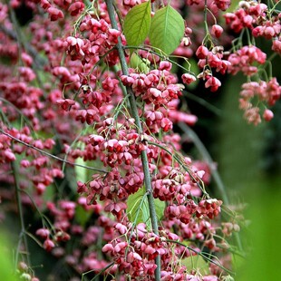 丝绵木种子 北海道冬青 丝棉木树种 丝棉木嫁接桃叶卫矛种子乔木