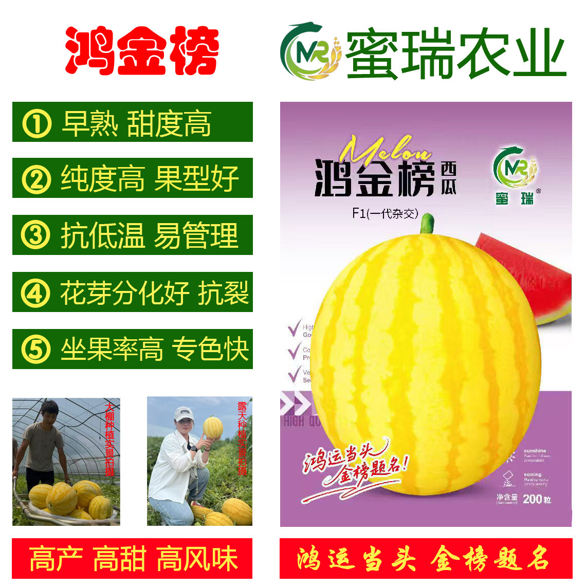 鸿金榜西瓜种子黄皮红心西瓜种子黄西瓜早熟阳台盆栽庭院水果种子