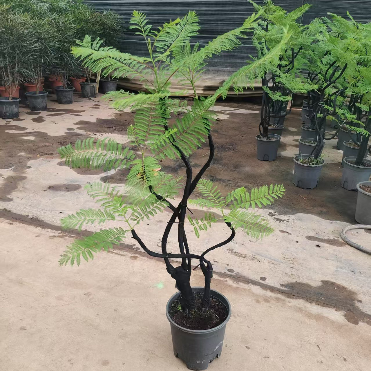 造型蓝花楹珍贵盆栽多年生庭院花园室内灌木盆景大型植物四季好养