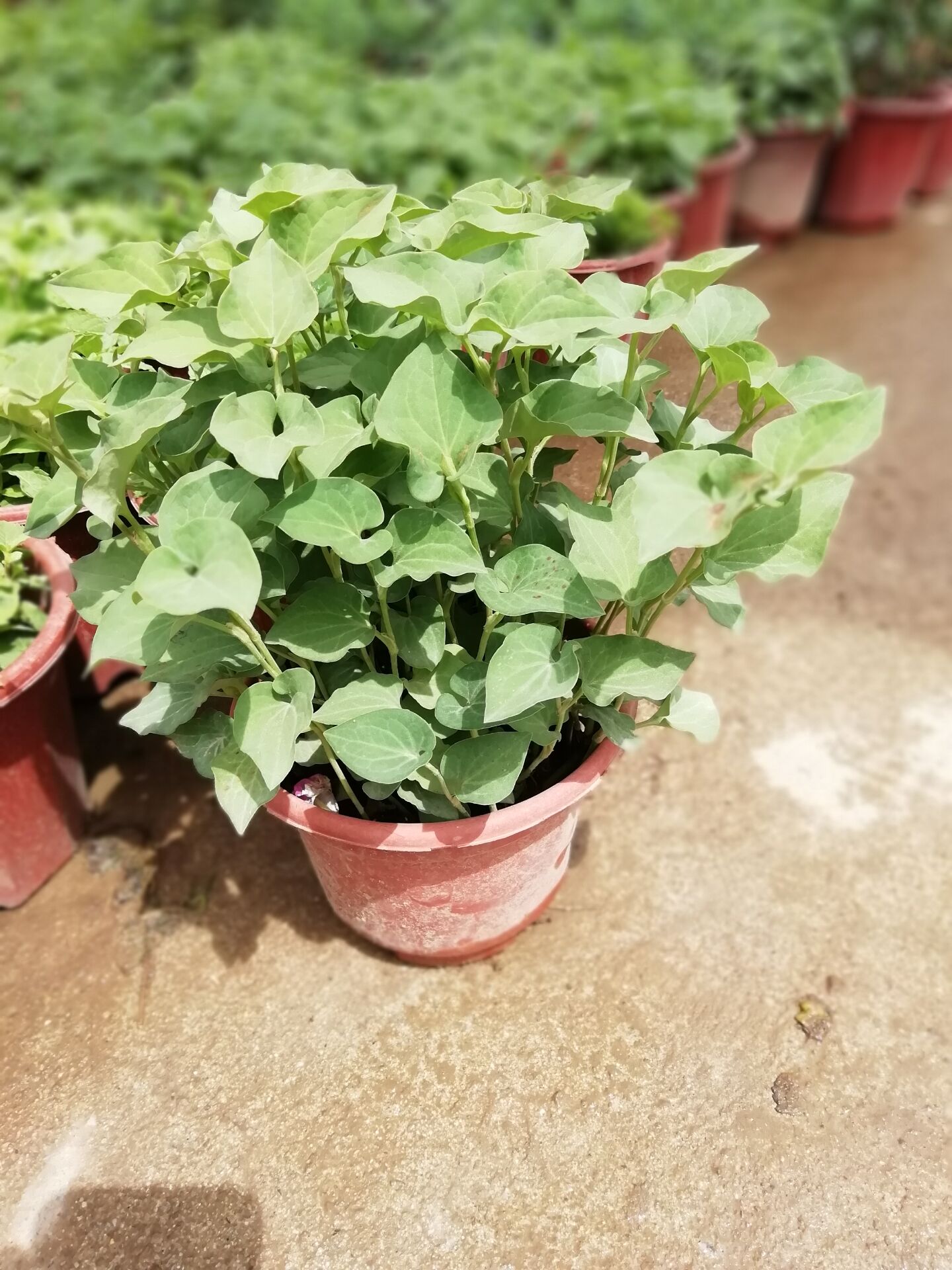 食用鱼腥草苗新鲜盆栽厨房香料室内阳台四季绿植净化空气植物好养