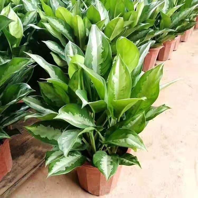 雅丽皇后盆栽植物中型花卉绿植阳台四季常青万年青耐阴好养包邮
