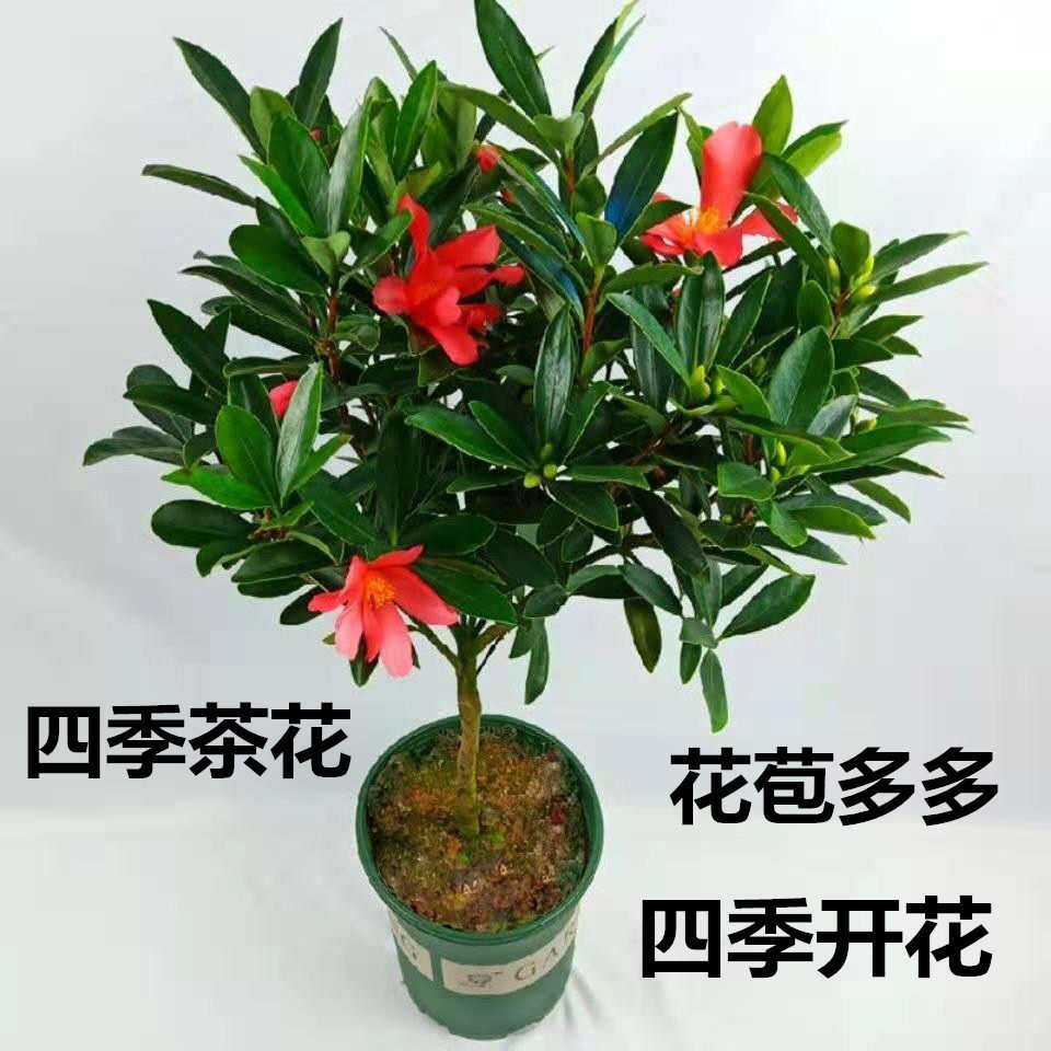 四季杜鹃红山茶花树苗带花苞盆栽花卉四季茶花开花庭院阳台易养
