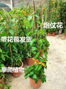 爬藤植物炮仗花苗盆栽四季常绿垂吊攀爬庭院阳台围墙凌霄花卉包邮