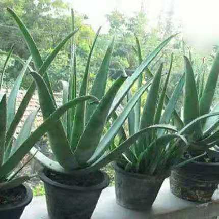 库拉索芦荟盆栽水培绿植可食用可美容除甲醛净化空气多肉植物包邮 库拉索芦荟盆栽水培绿植可食用可美容除甲醛净化空气多肉植物包邮