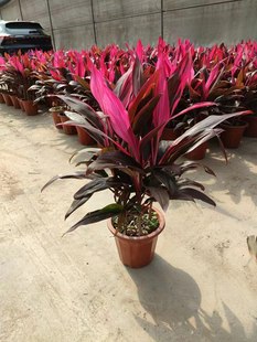 朱蕉盆栽红铁树紫竹富贵竹红叶植物庭院净化空气观叶可水培绿植