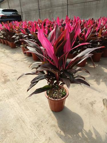 富贵竹朱蕉盆栽红叶植物水培