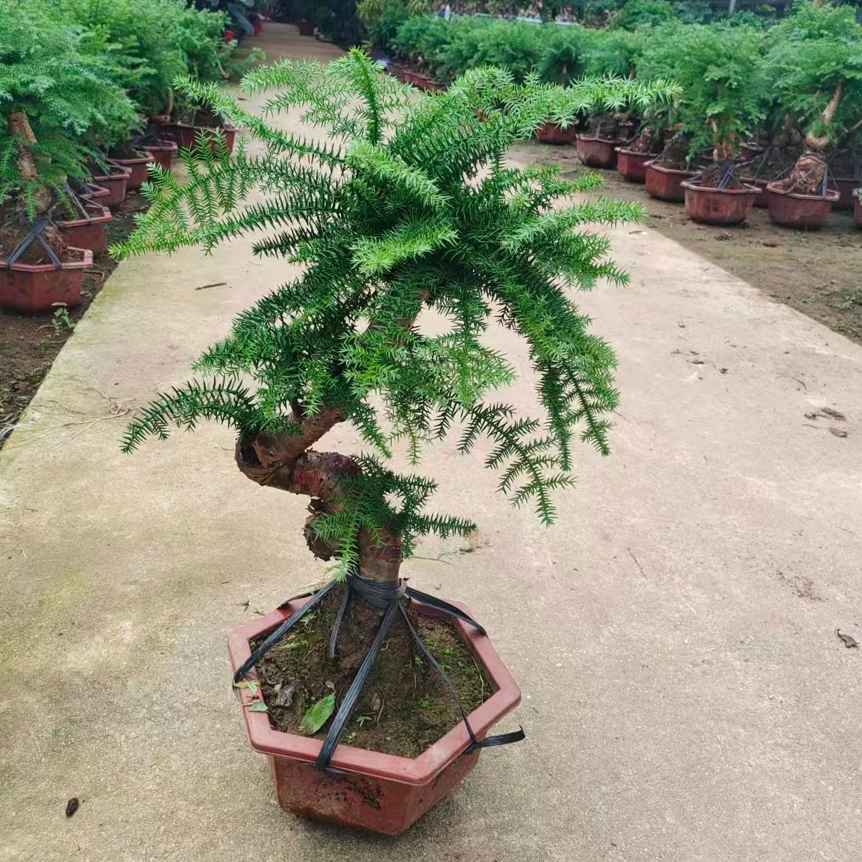 澳洲杉盆景老桩造型植物室内客厅办公室绿植南洋杉不老松盆栽耐旱