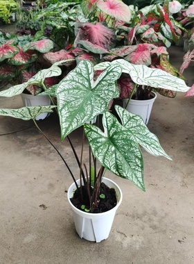 白色恋人彩叶芋盆栽粉色飞溅阳台室内桌面绿植胡椒薄荷四季常青