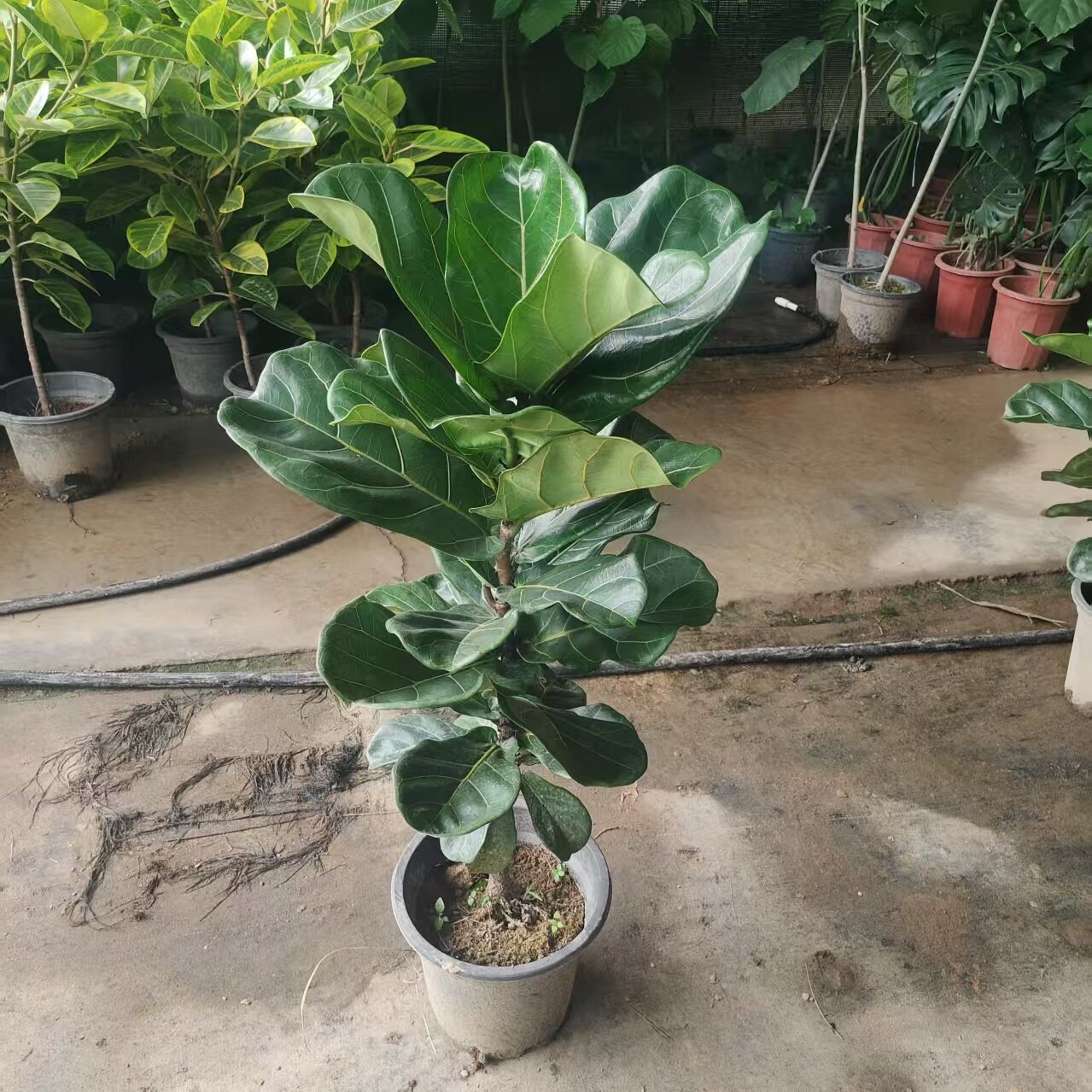 琴叶榕大型植物室内大叶绿植
