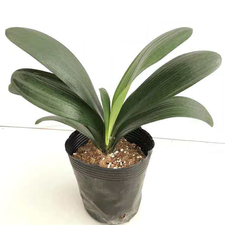 君子兰盆栽大苗室内阳台净化空气绿植植物防辐射吸甲醛花卉包邮