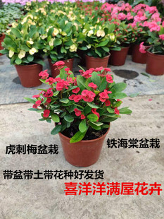 铁海棠虎刺梅庭院观花盆栽花苗四季开花绿色花草植物花卉阳台绿植