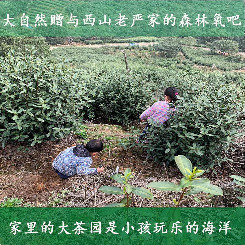 洞庭碧螺春2026新茶苏州清明后晚期炒青茶农西山老严家大叶子250g
