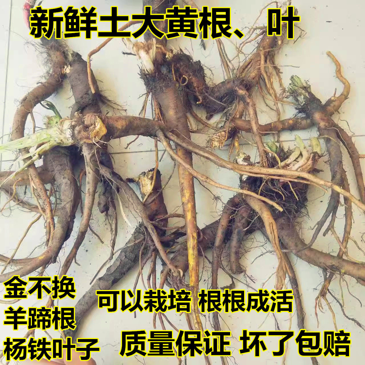 药材土大黄根新鲜洋铁叶子根洋铁叶牛西西羊蹄根现挖血三七牛舌草