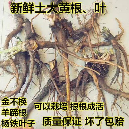 药材土大黄根新鲜洋铁叶子根洋铁叶牛西西羊蹄根现挖血三七牛舌草