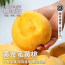现摘时令黄毛桃整箱大桃子 顺丰锦绣黄桃新鲜水果正宗黄金蜜桃当季