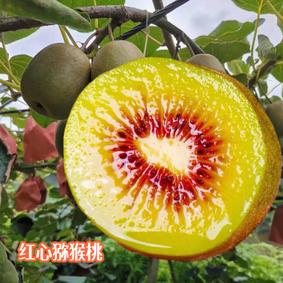 山间甜红心猕猴桃山间味自然甜农场直供