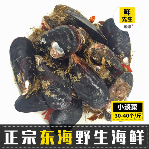 温州鲜活水产海红烧烤斤装贝类