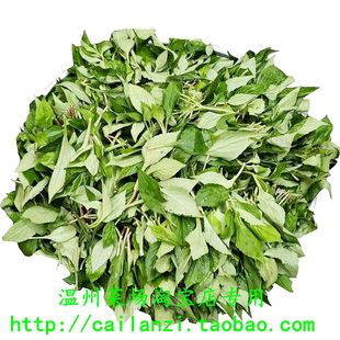 温州苦菜 新鲜败酱草野菜 根根鲜嫩 瓯海泽雅食用野生苦野菜 500g
