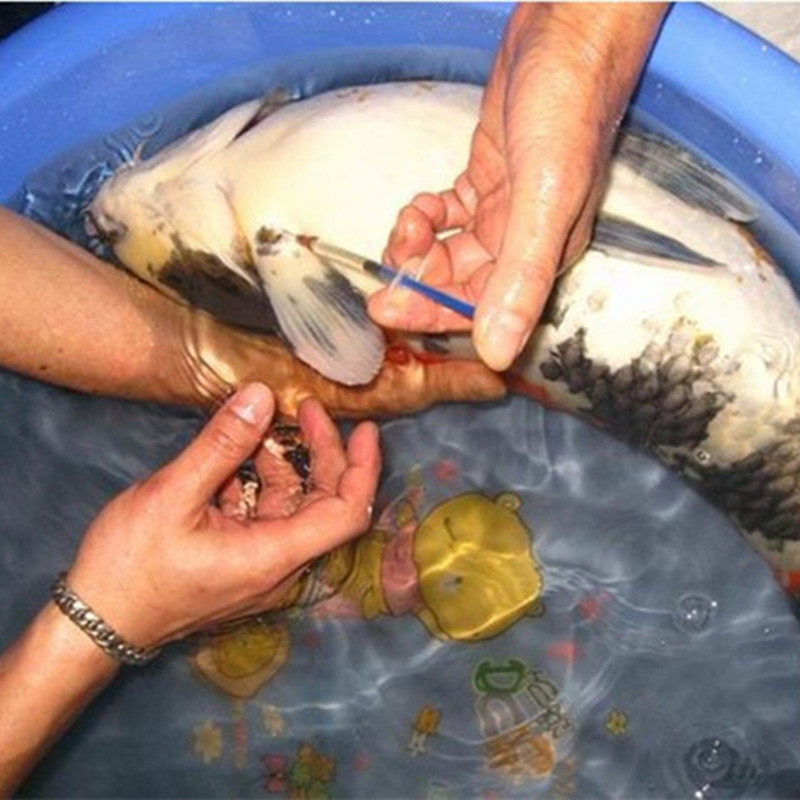 锦鲤注射阿米卡星操作方法步骤教程穿孔烂鳞烂肉烂嘴嘴巴肿