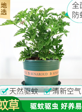 多款庭院驱蚊香草植物好养耐活
