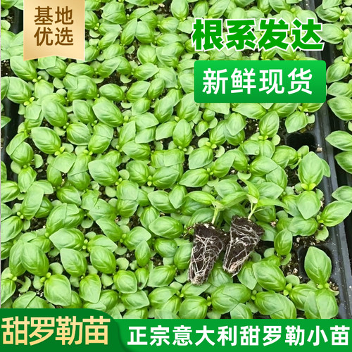 意大利甜罗勒阳台可食用进口种苗