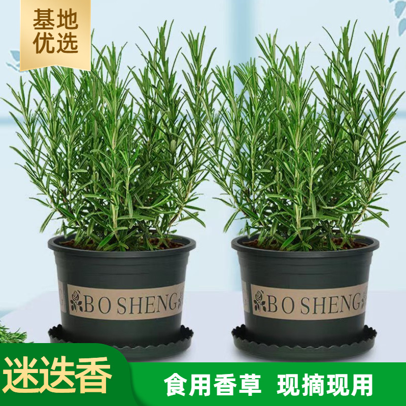 耐旱阳台煎牛排苏州热卖室内
