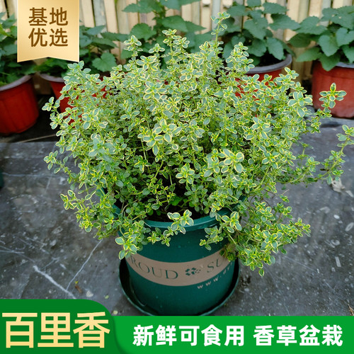 新鲜可食用百里香盆栽调味烘焙