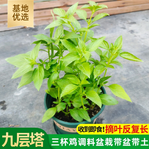 九层塔阳台可食用金不换绿植