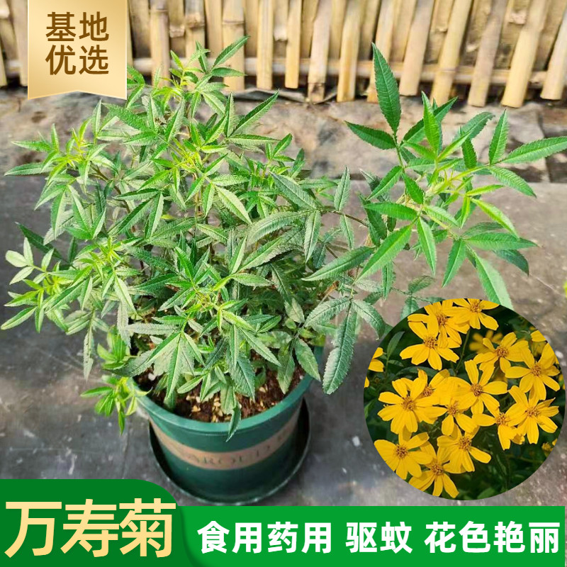 芳香万寿菊盆栽阳台庭院中草药盆栽可泡茶驱蚊虫糖果汽水味香草